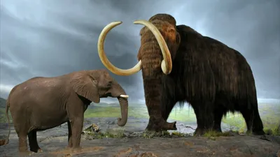 5 отличий мамонта от современного слона | Биосфера | Дзен