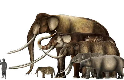 Сравнение размеров мамонтов и слонов, и почему первые вымерли, а вторые нет