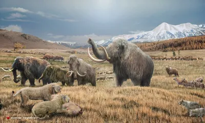 Ученые: слоны и мамонты скрещивались, и не один раз