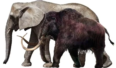 Почему мамонты вымерли, а слоны остались? | Цитадель адеквата | Дзен