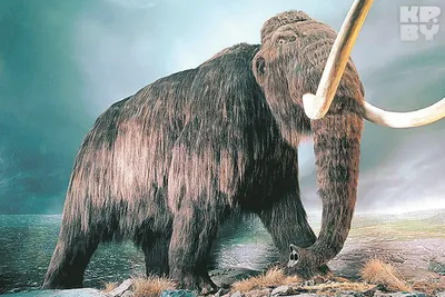 Шерстистый мамонт | Динозавры и другие доисторические животные вики | Fandom
