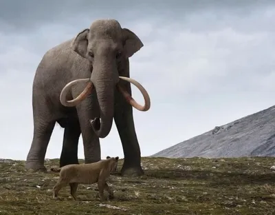 3d иллюстрация шерстистого мамонта, вымершего относительно современного  слона, изолированного на белом фоне Стоковое Фото - иллюстрации  насчитывающей шерсть, больш: 226548670