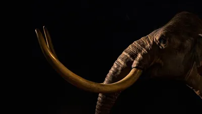 Чучело слона и мамонта» — создано в Шедевруме