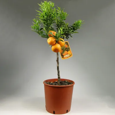 Мандарин, мандариновое дерево (Mandarin, tangerine tree) купить в Киеве цена