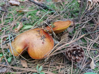 Когда растут грибы маслята и как их собирать - Рамблер/новости