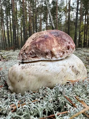 В лесу Бен-Шемен появились маслята: фоторепортаж заядлого грибника