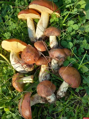 Семь видов маслят из одного леса | Это грибы! | Дзен
