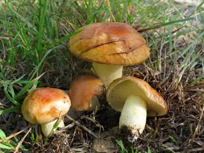 Маслёнок поздний - Suillus luteus - Грибы Уломы Железной