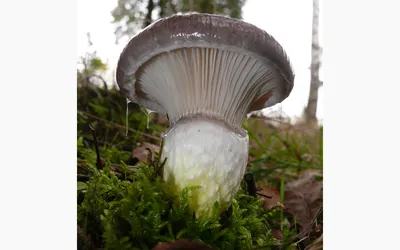 Хотите знать, есть ли грибы в лесу - КН