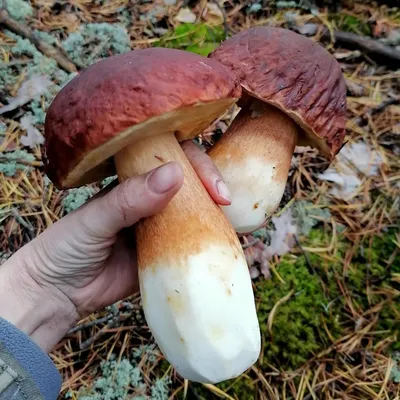 Сбор грибов в осеннем лесу: белые, маслята рыжики, зеленушка, серая рядовка  и другие грибочки — Сообщество «Грибники DRIVE2» на DRIVE2