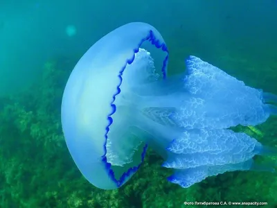Фото медуз чёрного моря фото