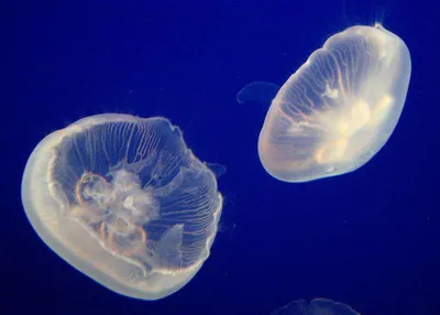 Медузы заполонили крымское побережье Черного моря. Фото и видео