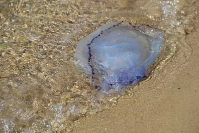 Ярко-синие средиземноморские медузы завелись в водах Анапы