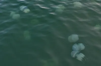 В Крыму отдыхающих поразила синяя медуза, которую до этого встречали лишь в  Средиземном море - KP.RU