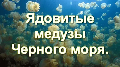 На Черном море в Лазурном настоящее нашествие медуз – Фото |  Комментарии.Киев