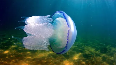 Хрустальное мясо»: Какие медузы обитают в Чёрном море | SCAPP