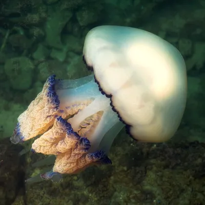 На побережье моря под Одессой выбросило миллион медуз, фото | Стайлер