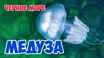 Медузы черного моря (65 фото) - 65 фото