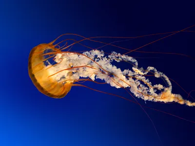 Морские медузы черного моря - 67 фото