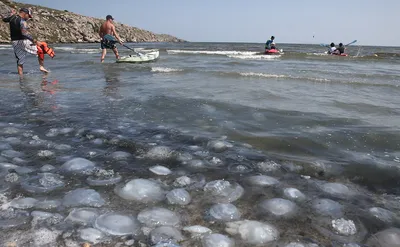 Медузы Черного моря-милые предки позвоночных или ужас глубин? | BioLand |  Дзен