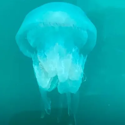 Почему в море много медуз и когда они исчезнут - ученый