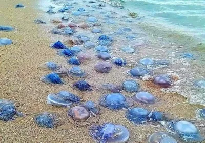Если ужалила медуза в море, что нужно делать?