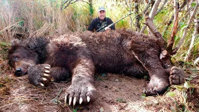 Житель Ленобласти увидел на Ямале медведей-людоедов › Статьи › 47новостей  из Ленинградской области