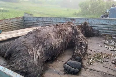 В России медведь растерзал человека и съел - очевидцы увидели страшную  картину - Апостроф