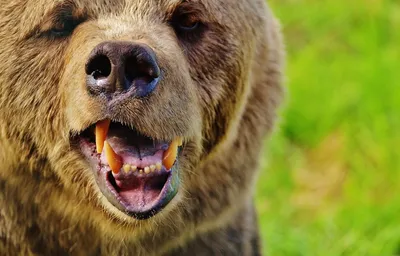 Если бы медведь съел повару лицо, никто бы об этом сейчас не говорил - KP.RU