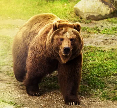 Медведь загрыз человека в Ольском округе Магаданской области - MagadanMedia