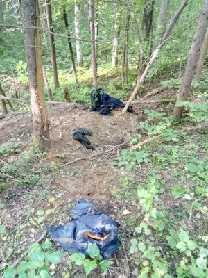Ямальские силовики отрицают информацию о том, что медведь съел человека на  Сабетте