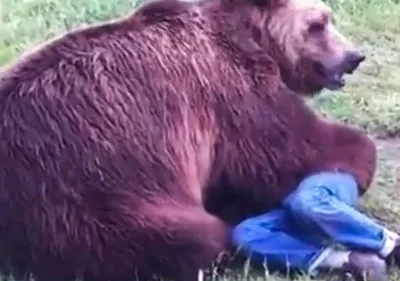 Предсмертный снимок в палатке – фейк?: трагическая и правдивая история  фотографа, которого убил медведь