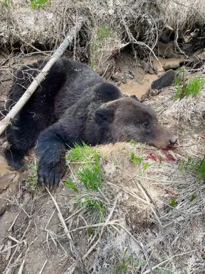 Медведь пробрался в мужской туалет предприятия, утащил работника в лес и  съел - Тараканн