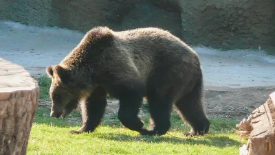 Медведь-людоед сожрал вахтовика в ЯНАО