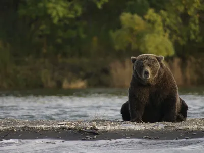 Видео: в США медведь-гризли забрался в дом по стене и съел свиные отбивные  - Российская газета