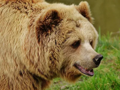 Напавший на женщину медведь пытался живьем съесть свою жертву // Видео НТВ