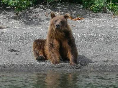 На Сахалине опровергли информацию, что медведь загрыз людей и питался их  телами – Москва 24, 10.08.2022