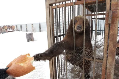 В Самарской области медведь вышел к людям 15 августа 2022 г. - 15 августа  2022 - 63.ru