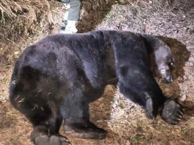 Медведь растерзал подростка под Красноярском: «Не было головы и ног» - МК