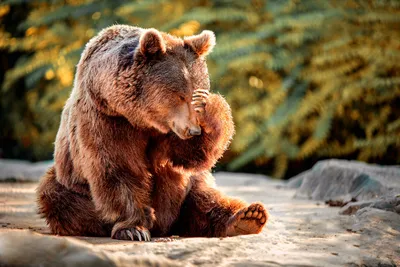 Медведь убил и съел молодого парня в заповеднике на Камчатке - KP.RU