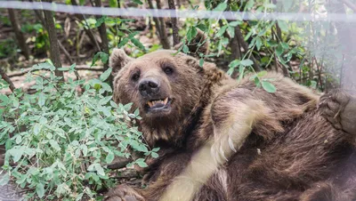 Медведь: убить нельзя оставить. Насколько был оправдан отстрел хозяина  тайги — Амурская правда, новости Благовещенска и Амурской области