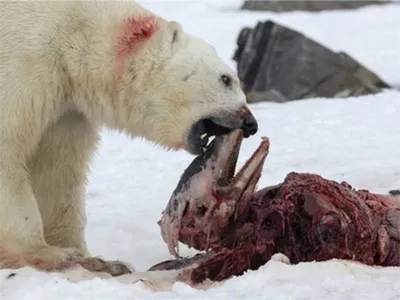 В России медведь вырыл из свежей могилы покойника, съел его и был убит:  Звери: Из жизни: Lenta.ru