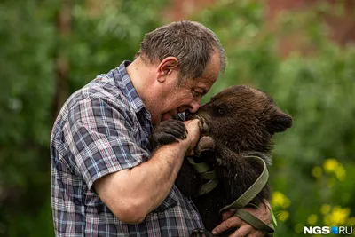 В Верхнекамском районе после нападения медведя на человека произведут  отстрел животных — Наблюдатель.online