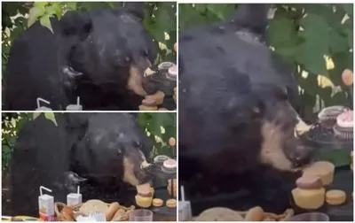 Медведь напал на работника зоопарка и съел его на глазах посетителей -  Тараканн