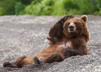 Зверь на районе: история медвежонка Мишки из Каменки (он спит на одном  диване с человеком и гуляет на поводке)