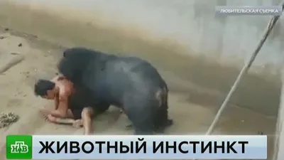 Медведицу, убившую человека в Алматинской области, отстреливать не будут -  01.06.2020, Sputnik Казахстан