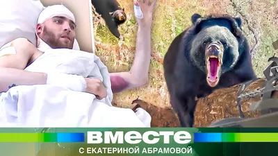 В США на детский праздник пришел медведь: он съел все капкейки | СП -  Новости Бельцы Молдова