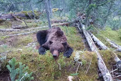 Медведь загрыз 16-летнего волонтера: проводники рассказали подробности  трагедии - МК