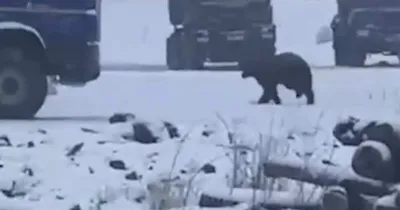 Голодный медведь едва не растерзал туриста в Таиланде: видео // Новости НТВ