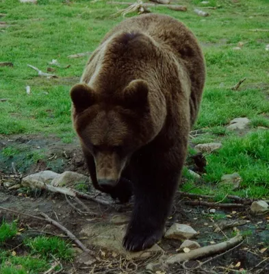 Медведь грызанул лицо мужика | Пикабу